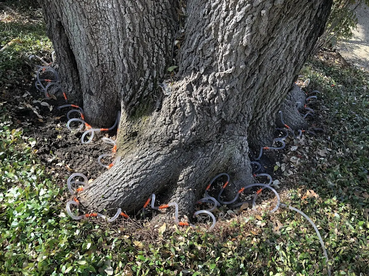 Detailed Shrub and Hedge Trimming job site in Hico
