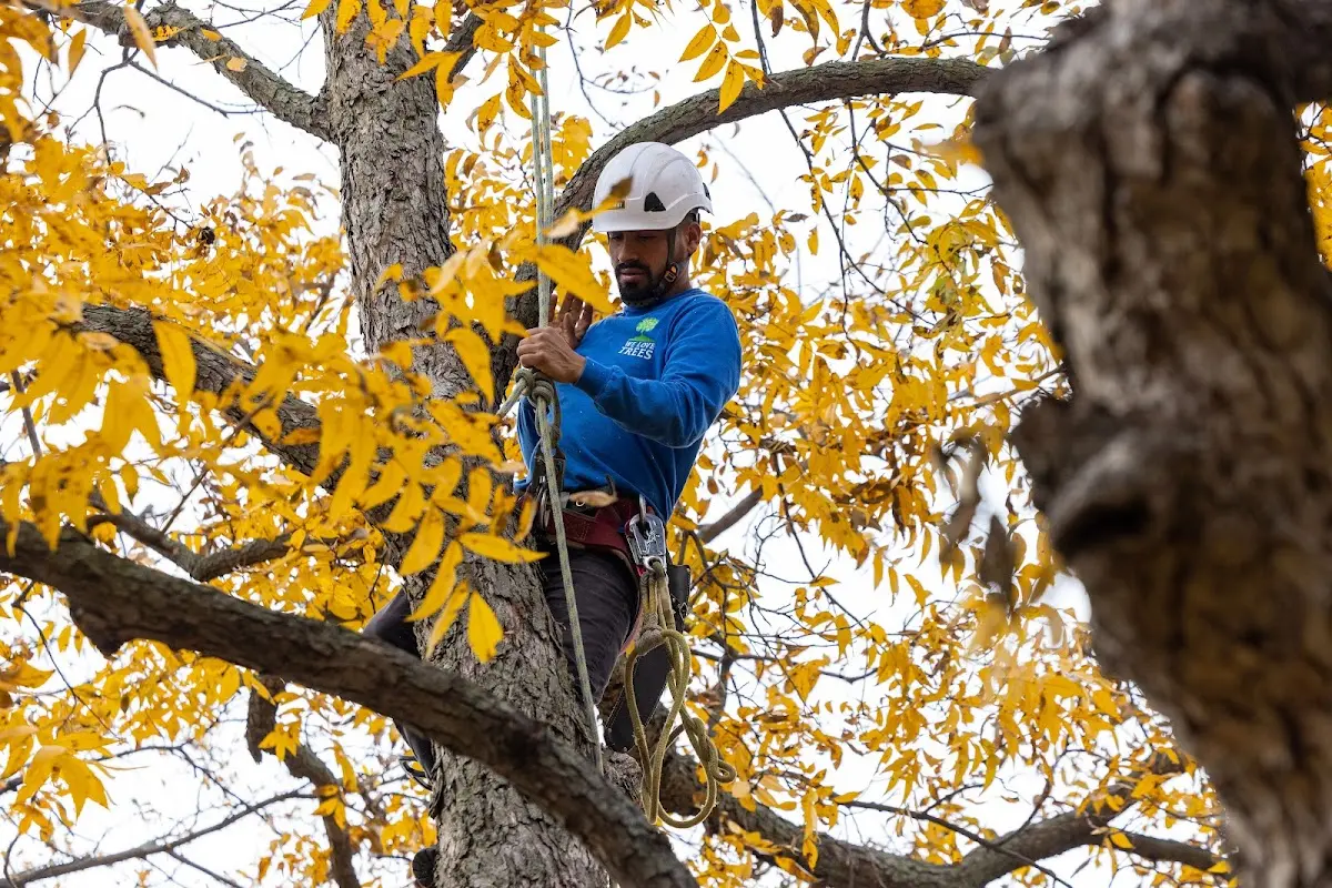 Skilled Tree Trimming crew working in Hico