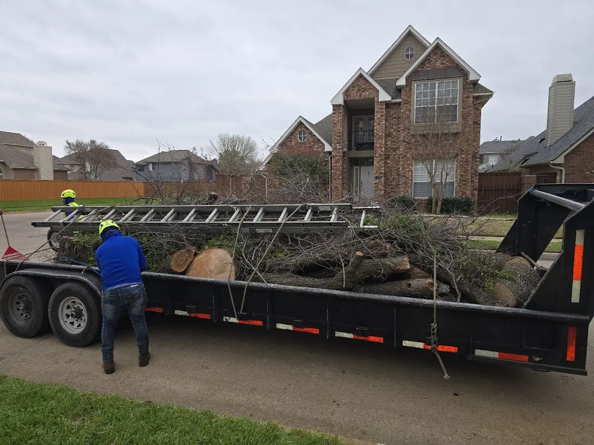 Expert Tree Removal with proper safety equipment in Hico